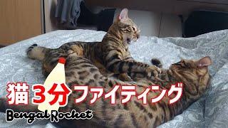 猫の喧嘩をあの料理曲に乗せて【ベンガルロケット】