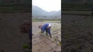 Planting paddy in haruman okt19 #farming #agriculture