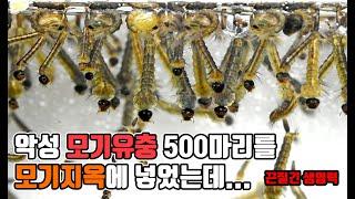 [모기지옥1] 모기유충 500마리를 열대어 사료로 키워보았는데.....충격입니다