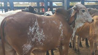 Feira de gado em Craibas Alagoas 01/11/2024#nordeste