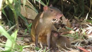 Rare encounter: Wild Agouti feeding her baby in La Gamba, Costa Rica