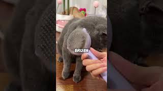 Why the cat is so cute  #cat #groomingbrush #catbrush #viral #shorts #catfur #funny