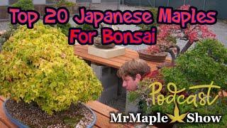 Top 20 Japanese Maple Recommendations for Bonsai | MrMaple Podcast