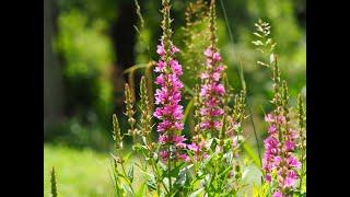 Naturnaher Garten im Juli - was blüht, was fliegt? Teil 2