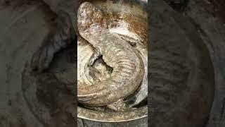 Cooking Extraordinary Endangered Giant Salamander #shorts #youtubeshorts #viral #trending #tiktok