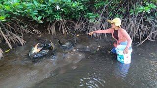 Season Best Crab Catch - Massive Mud Crabs Found in Mangrove Forest