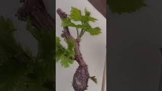 СКОЛЬКО ПОБЕГОВ ОСТАВЛЯТЬ В ПЕРВЫЙ ГОД#shorts #tiktok #сад #садоводничество #юмор#сельскоехозяйство