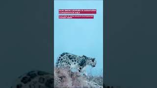 Rare snow leopard #snowleopard #leopard #video #video #shorts #youtube #video