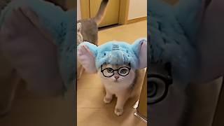 misi gajah lewat #viral #foryou #cat #catlover #kucing #kucinglucu #catshorts #kucingimut #funny