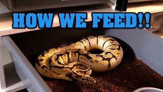 How we live feed our snakes.  Process we use is OLD SCHOOL.