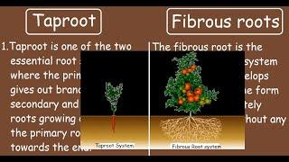 Taproot vs Fibrous roots |Quick Differences and Comparisons|