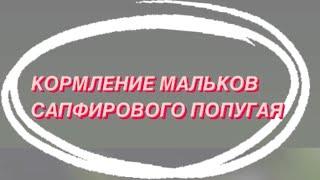 Голубой тигровый попугай. Поплыл малек голубого попугая .Разведение сапфирового попугая. Кормление