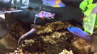 African Cichlids in Natural (Sun) Light