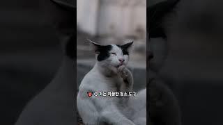 고양이 귀와 혀, 알고 보면 생존 본능  #고양이 #cat #반려묘 #반려동물정보 #고양이영상 #집사 #정보  #catshorts #고양이일상 #shorts #cats #냥이