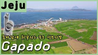 [제주도 여행] 푸른 제주 바람이 불어오는 가파도의 푸른 청보리밭 / Jeju Gapado Travel Vlog