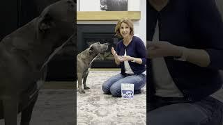 How to Teach Your Dog to Settle