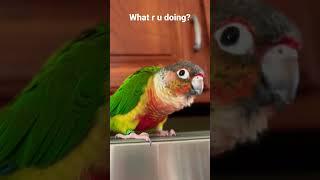 Cute Conure parrot talking ️