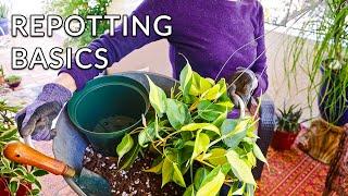 REPOTTING PLANTS: A GUIDE FOR BEGINNERS / JoyUsGarden