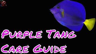 Purple Tang Care Guide