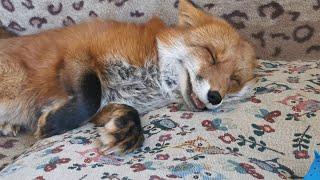 Every fox should be happy and beautiful (English CC)