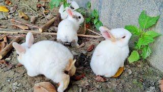 My Bunny reaction - Cute Baby Rabbits Playing, Feeding Activities