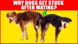 Why Dogs Get Stuck After Mating - Breeding Process Explained