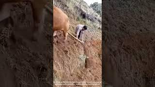 Master of the Land: Watch This Farmer Plow the Field with Unstoppable Precision 