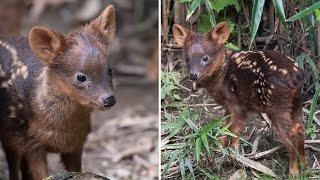 Meet the World's Smallest Deer That Was Just Born