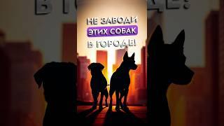 Породы собак, которых не стоит заводить в городе | Советы кинолога | ЛавГав