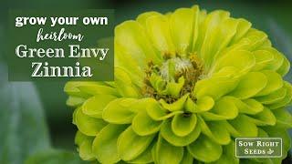 Sow Right Seeds | Green Envy Zinnia