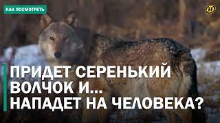 ВОЛК НАПАЛ НА СТОРОЖА В ХОЙНИКСКОМ РАЙОНЕ. Открыт сезон охоты на хищника. Кому приготовиться?