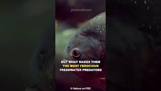 Piranha | The Ferocious Predators