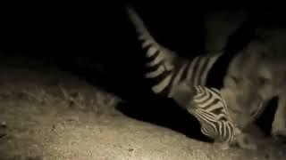 Lioness crushing Zebra's testicles when it's still alive 