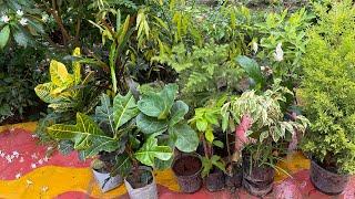 Big plants at small price|Cheapest plant shopping with plants names & prices| Plant haul video 🪴