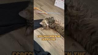 My little tabby kitty loves 'helping" me work