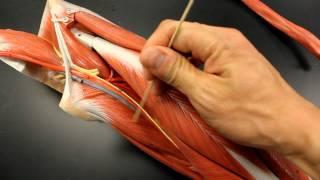 MUSCULAR SYSTEM ANATOMY: Medial thigh region muscles model description. Somso