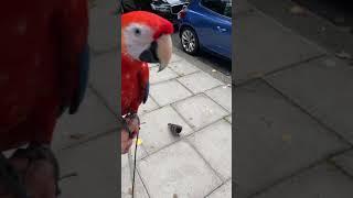 Pigeon follows man and his pet parrot all the way home from the park!