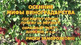 ОСЕННИЕ МИФЫ в ВИНОГРАДАРСТВЕ: КОРНИ ВЫМЕРЗАЮТ, ОБРАТНЫЙ "РОСТ" и т. д. РИСКИ ЗАМОРОЗКОВ