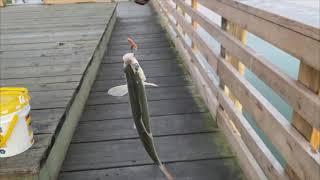 Fishing at Steveston Channel