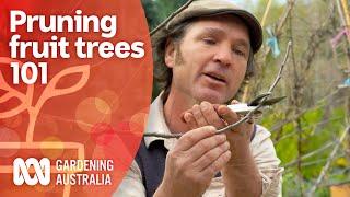 How to get started pruning fruit trees | Growing Fruit and Vegies | Gardening Australia