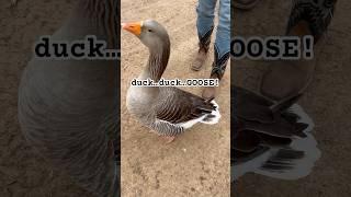 Duck…duck…goose!   🪿