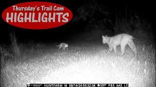 Bobcat Goes Away Empty Handed (stray cat scores): Thursday's Trail Cam Highlights 10.3.24