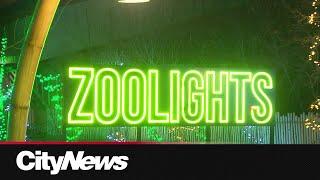 Calgary’s Zoolights returns bigger and brighter