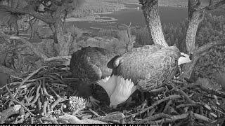 Afternoon and evening of November 21 FOBBV CAM Big Bear Bald Eagle Live Nest Cam 1 / Wide View Cam 2