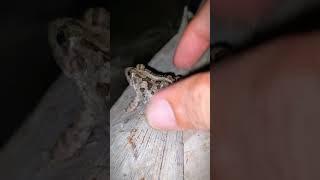 Boing boing the frogs how catch frogs funny | tep longheng funny