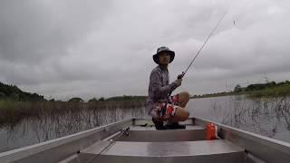 GiantSnakehead Saritphong Dam