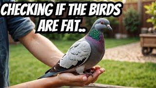 1500 Subscribers Special - Checking if the birds aint fat Racing Pigeons.