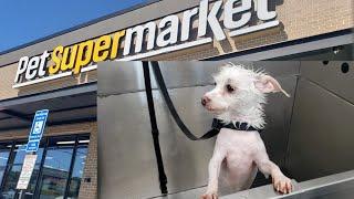 Pet Supermarket Self-Service Dog Wash Review 