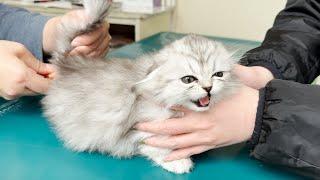 This is a kitten who screams at the hospital for the first time.