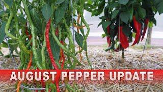 August Pepper Update: Peppers are Ripening!